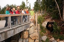 Grouse Mountain and Capilano Suspension Bridge Park tour