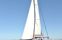 5 hour whale and dolphin watching on an eco-catamaran