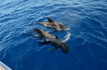 5 hour whale and dolphin watching on an eco-catamaran
