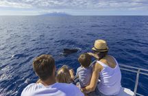 5 hour whale and dolphin watching on an eco-catamaran