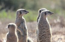 Oudtshoorn Meerkat Safari