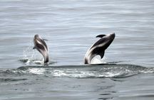 Whale watching tour and Whales of Iceland exhibition entrance tickets