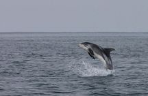 Whale watching tour and Whales of Iceland exhibition entrance tickets