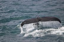 Whale watching tour and Whales of Iceland exhibition entrance tickets