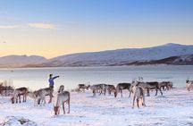 Sami Culture Experience with 10-Minute Reindeer Sledding