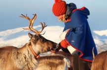 Sami Culture Experience with 10-Minute Reindeer Sledding