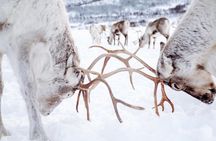 Experience the Sami culture at a reindeer camp