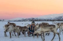 Experience the Sami culture at a reindeer camp