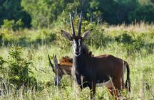 Shimba Hills 1-day tour with Sheldrick Falls hike from Mombasa