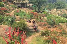 Chiang Mai City and Temples tour