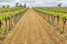 Private wine and cava tour in Penedés