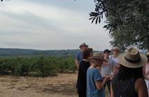 Private wine and cava tour in Penedés