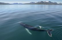 Akureyri  whale watching tour in the midnight sun