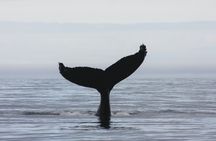3-hour midnight sun whale watching tour from Akureyri