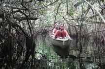 Everglades National Park mangrove tunnel kayak eco-tour