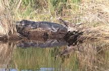 Everglades National Park mangrove tunnel kayak eco-tour