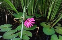 Everglades National Park mangrove tunnel kayak eco-tour