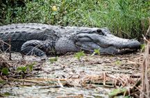 Everglades National Park airboat tour with pick-up from Miami