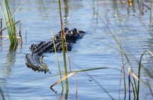Everglades National Park airboat tour with pick-up from Miami