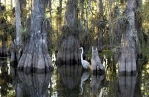 Everglades National Park airboat tour with pick-up from Miami