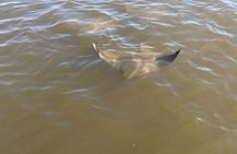 Everglades National Park dolphin, birding and wildlife boat tour