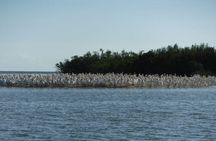 Everglades National Park dolphin, birding and wildlife boat tour