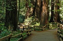 Muir Woods and Sausalito half-day tour