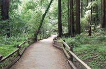 Muir Woods and Sausalito half-day tour