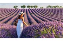 Tour of the fields of lavender and Gorges du Verdon from Nice