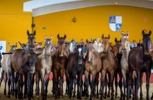 La Cartuja Stud Farm Ticket