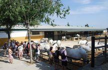 La Cartuja Stud Farm Ticket