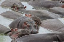 Selous Game Reserve 2-day superior safari