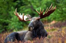 Moose safari adventure