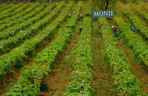 Bodegas Monje – Visit and Winetasting