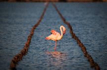 Flamingos oasis self-balancing scooter tour