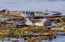 Victoria Winter Whale Watching on a Zodiac Vessel