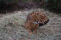 Makoa Farm Wildlife Rehabilitation Centre tour from Kilimanjaro