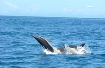 Dolphin watching boat tour from Lisbon