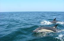 Dolphin watching boat tour from Lisbon