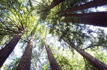 Muir Woods half day tour with Sausalito ferry