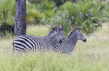 Selous Game Reserve 2-day superior safari