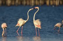 Doñana National Park, el Rocío and Matalascañas Tour from Seville