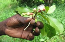 Zanzibar Stone Town and spice plantation private tour