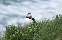 Puffin tour Iceland: Húsavík whale watching and puffins