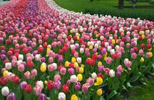 Tulips and windmills small-group tour with Keukenhof skip-the-line ticket