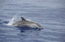 Dolphin-watching tour from Madeira