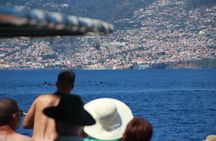 Dolphin-watching tour from Madeira