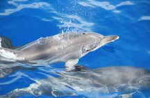 Dolphin and whale watching trip from Madeira