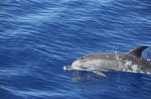 Sunset boat tour from Madeira