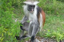 Zanzibar Jozani Forest and Prison Island private tour